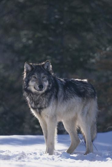 Gray Wolf In Snow Photographic Print Dlillc
