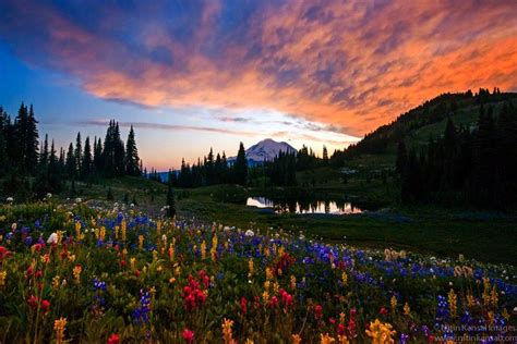 Flowers And Fire At Mount Rainier By Nitin Kansal On 500px Nature