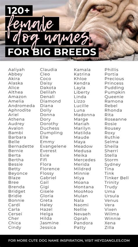 120 Larger Than Life Female Dog Names For Big Breeds Hey Djangles