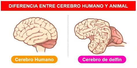 Diferencias Entre Cerebro Humano y Animal - Ciencias Naturales
