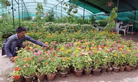 My city landscaping sdn bhd. Plant nurseries' business blooms in capital despite the ...