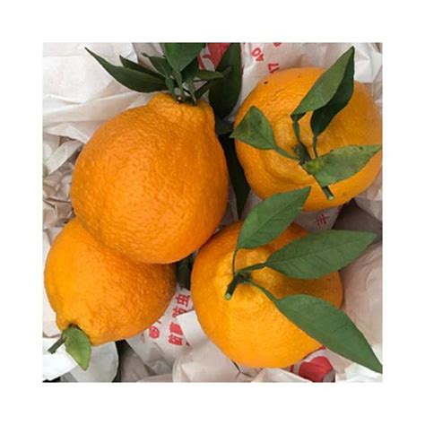Fresh Valencia Orange Orange Fruit From Vietnam Wholesale For Fresh
