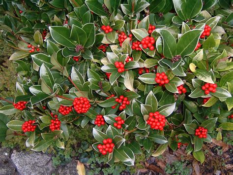 Woody species are defined as plants whose stems and trunks survive above ground during the winter season. File:Skimmia.JPG - Wikipedia