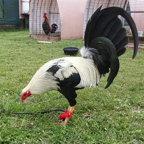 Nov 18, 2004 · pure gerrard spangled hatch hen. De 36 bästa Gallos-bilderna på Pinterest