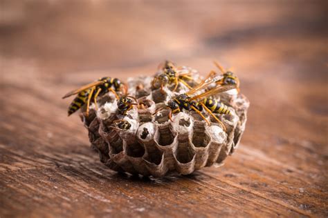 Cost Of Wasp Extermination What To Know Reliant Pest Management