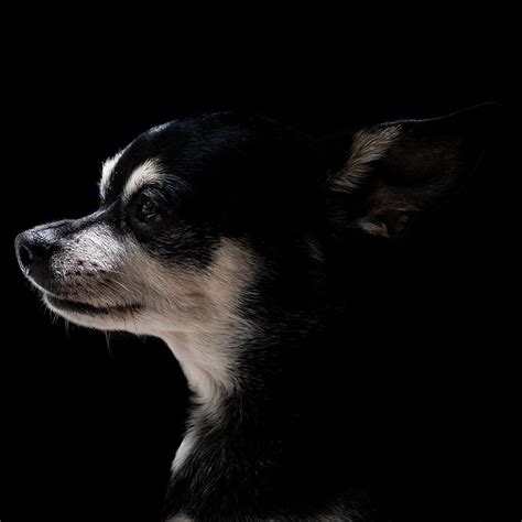 Dog In Profile 2 Photograph By Christine Buckley Fine Art America