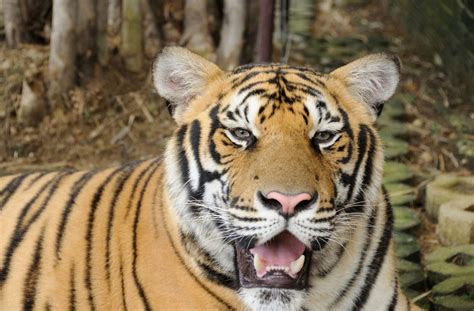 Chinese Tigers Being Farmed In Horrific Conditions To Make Aphrodisiac Wine