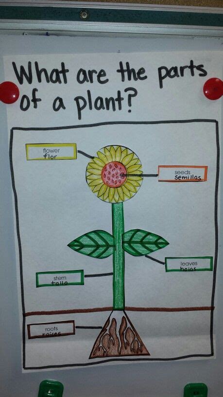 Parts Of A Plant Anchor Chart Have The Title And Border Pre Made Along