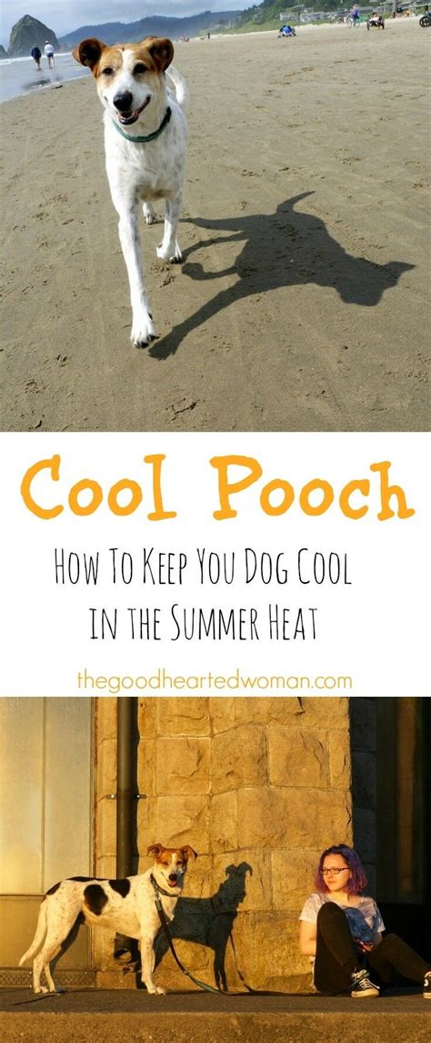 No matter how big or small it is, every engine has a cooling system. How to Keep Your Dog Cool in the Summer