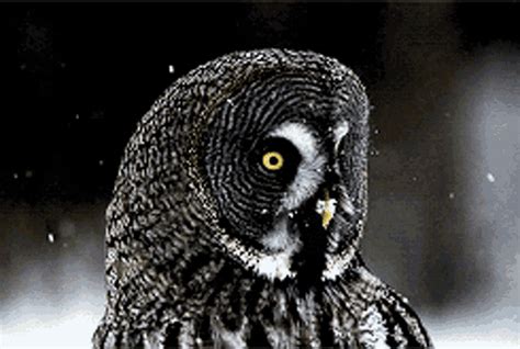 Owl Great Grey Owl  Owl Greatgreyowl Birdofprey Discover And Share
