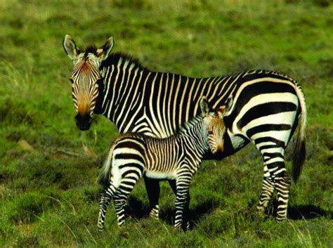 Their stripes come in different patterns, unique to each individual. Where Do Zebras Live : Jungle Maps Map Of Africa Where ...