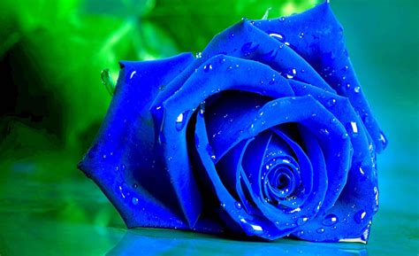 Water Drops Roses Astonishing Wallpapers Hd Blue