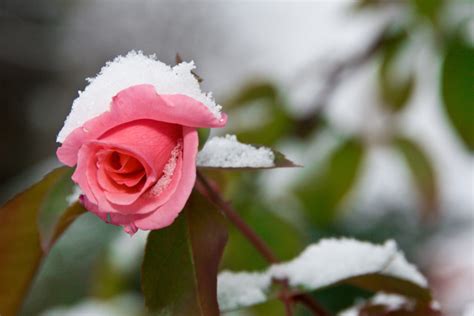 Flowers In Snow To Remind You Winter Is Not Forever