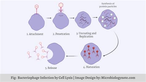 Viral Life Cycle Steps Of Viral Infection