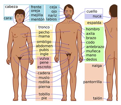 Los órganos del cuerpo humano son conjuntos de tejidos que realizan una función específica en el sistema. Cuerpo humano - Wikipedia, la enciclopedia libre