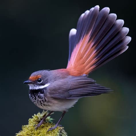 Bbc Earth On Instagram The Spectacular Rufous Fantail 🐦 ⁣ ⁣ Rufous