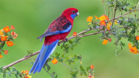 Click to see our best video content. Macaw Parrot Wallpaper (67+ images)