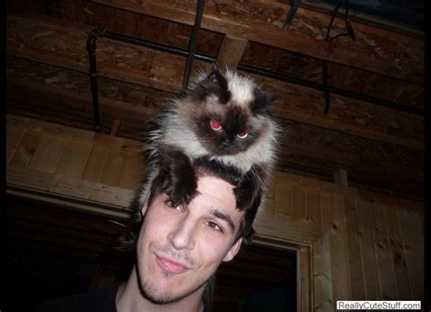 The Top 20 Funny Photos Of Cats As Hats Photo Gallery