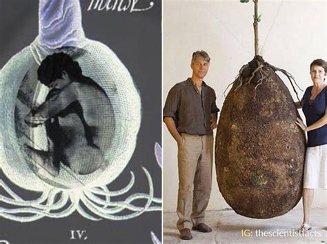 These Organic Burial Pods Will Turn Your Body Into A Tree After You Die 9gag