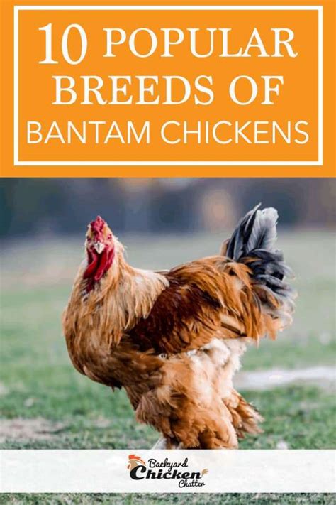 Popular Breeds Of Bantam Chickens Free Download Nude Photo Gallery