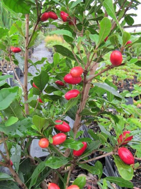 Miracle Fruit Tree For Sale Fruit Trees