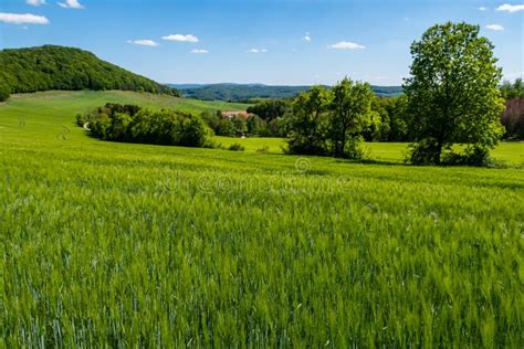 Agriculture And Farmland With Barley Stock Photo Image Of Plantation
