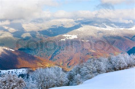 October Mountain Beech Forest Edge With Stock Image Colourbox
