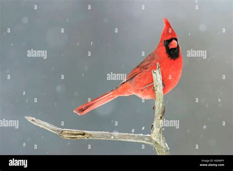 Red Cardinal Snow High Resolution Stock Photography And Images Alamy