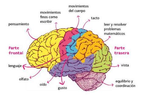 ¿cómo Funciona El Cerebro ¿cuáles Son Sus Partes ¿una Imagen Del