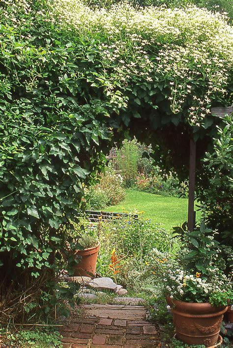 Add These Gorgeous Flowering Vines To Your Yard Climbing Plants Fast