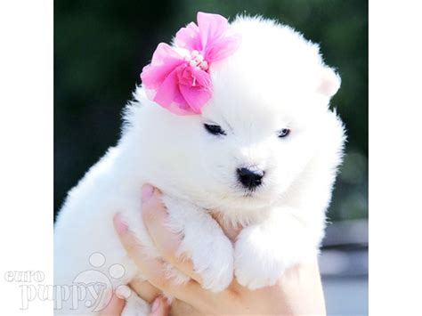 Moonlight Samoyed Puppy For Sale Euro Puppy