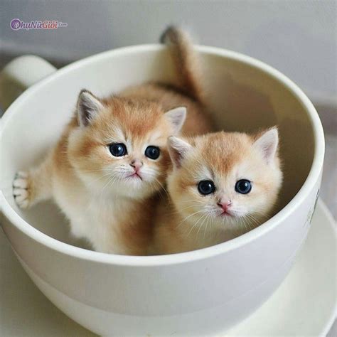 Tổng Hợp Hình ảnh Mèo Cute Dễ Thương đáng Yêu Nhất Mạng Xã Hội
