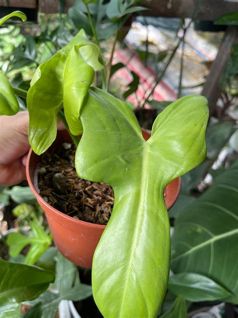 Philodendron Bipennifolium Aurea Gold Violin Matured Form Furniture