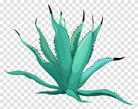 Agave Azul Aloe Plant Transparent Png
