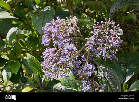 Quinine Tree Hi Res Stock Photography And Images Alamy