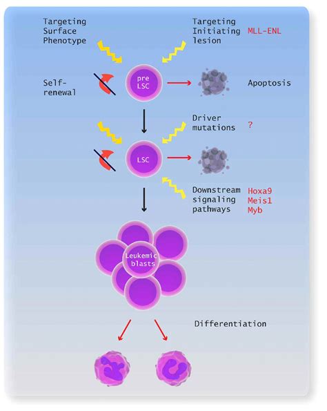 Recent Advances In Acute Myeloid Leukemia Stem Cell Biology Haematologica