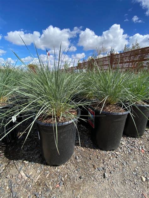 Blue Oat Grass