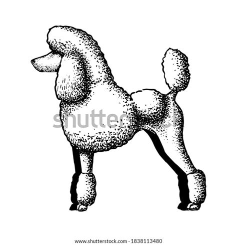 Realistic Poodle Dog Dog Breed Vector Stock Vector Royalty Free