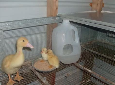 Help Brooder For 26 Ducklings Help Find A Solution For The Smell