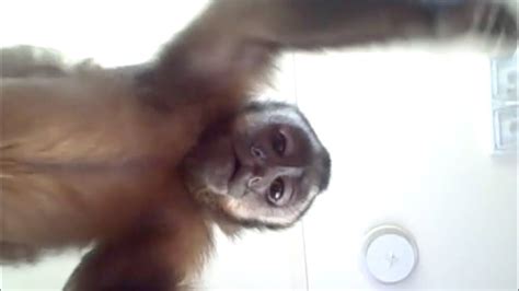 Watch This Monkey Beat The Crap Out Of This Camera Youtube