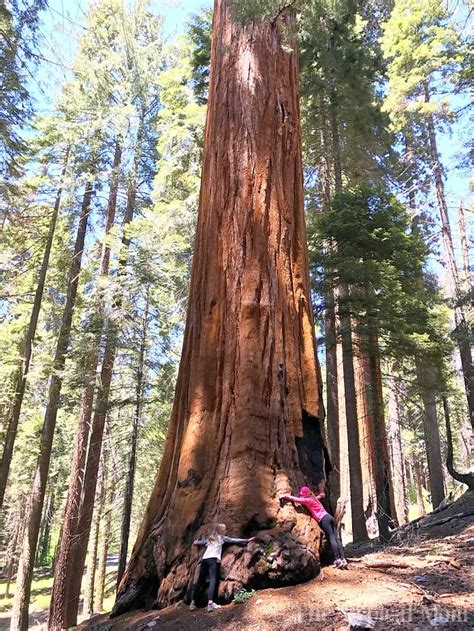 What To See In Sequoia National Park · The Typical Mom