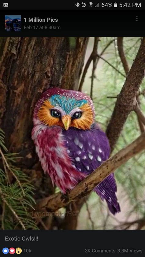 Rainbow Owlsooooooo Pretty Pet Birds Colorful Owls Beautiful Birds