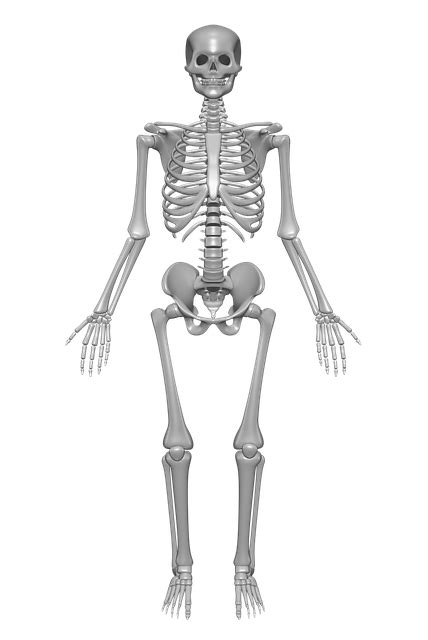 Das Skelett des Menschen Ein Überblick 2020 Anatomie Skelett net