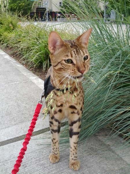 It is a cross between a serval and a domestic cat. Phillips2