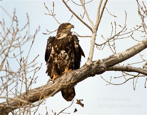As expensive as it is powerful, the desert eagle is an iconic pistol that is difficult to master but surprisingly accurate at long range. Squaw Creek Bald Eagles, Part 1 | Show Me Nature Photography