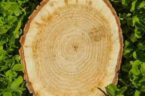 Tree Stump Top View — Stock Photo © Mbongo 9374215