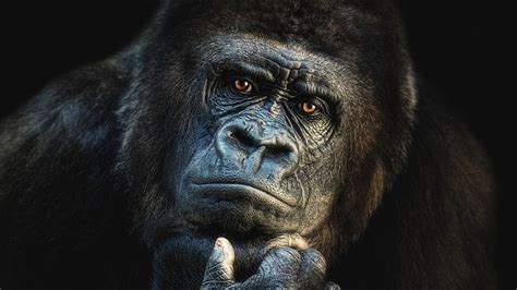 Hd Wallpaper Gorilla Mammal Western Gorilla Face Head Portrait