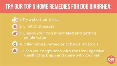 Simple Home Remedies For Dog Diarrhea Prevention Tips Vlrengbr