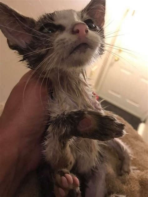 Kitten Gets New Lease On Life After Hamden Firefighters Rescue Her From Sewer