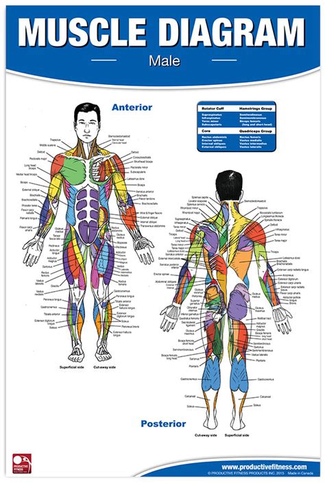 Male Muscle Anatomy Chart